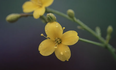 Close up of yellow flower with water drops on the petals.の写真素材