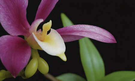 pink orchid flower on black background, closeup of photo