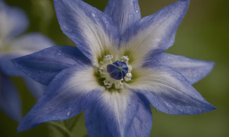 Close-up of a blue flower with water drops on the petalsの写真素材