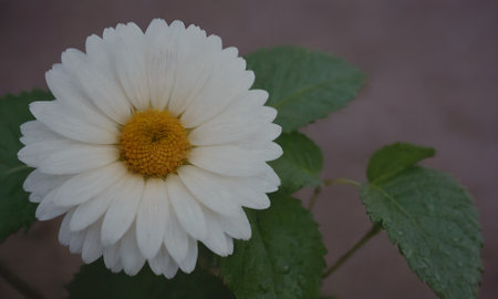 White daisy flower with green leaves on brown background, close upの写真素材