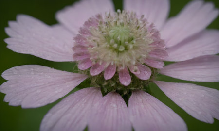 Close up of pink flower with water droplets on petals.の写真素材