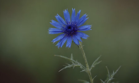Blue cornflower, Centaurea cyanus, in the gardenの写真素材