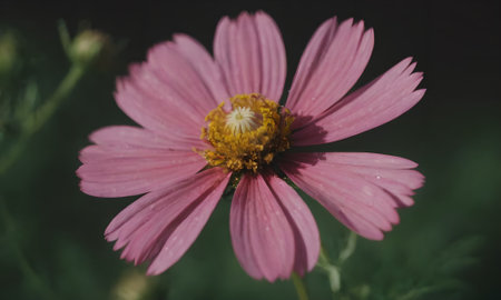 Cosmos flower in the garden, closeup of pink cosmos flowerの写真素材