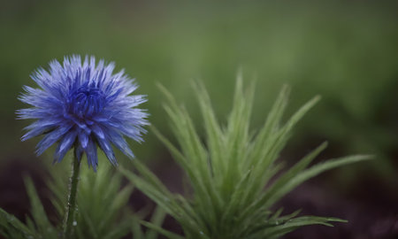 Blue cornflower on a green background. Shallow depth of field.の写真素材