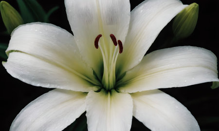 White lily with water drops on the petals. Close up.の写真素材