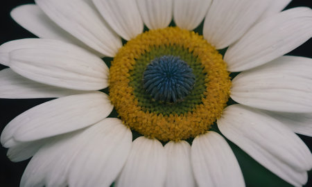 Close up of white daisy flower with shallow depth of field.の写真素材