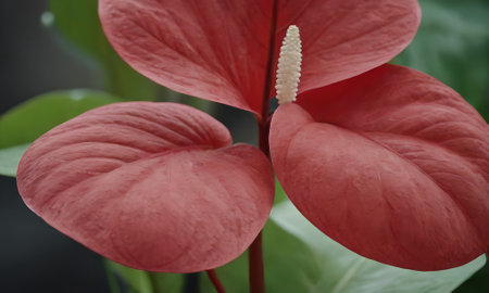 Close up of anthurium flower, anthurium or flamingo flowerの写真素材