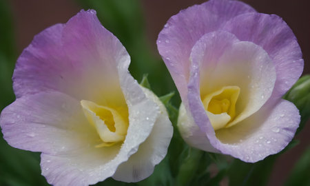 Close up of two pansy flowers with water drops on petalsの写真素材