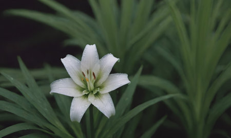 White lily flower in the garden. Nature background. Soft focus.の写真素材
