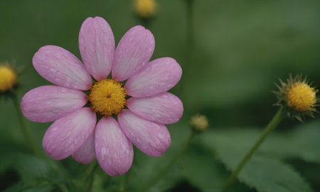 pink daisy flower in the garden with green leaves and yellow pollenの写真素材