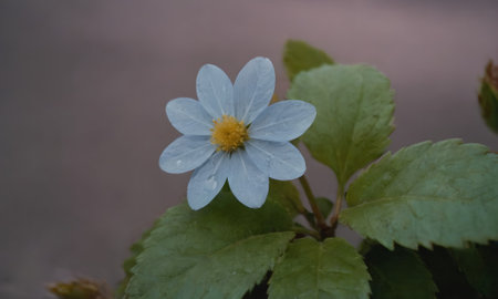 beautiful blue flower in the garden. macro photography of a flowerの写真素材