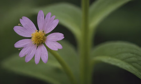 Purple daisy flower on a green background with space for textの写真素材
