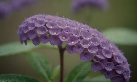 Purple hydrangea flower with dew drops close upの写真素材