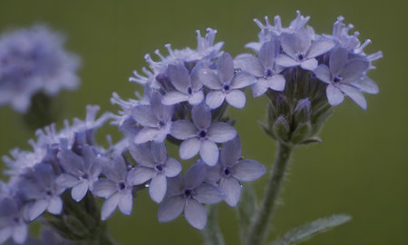 Verbena officinalis, commonly known as Veronica officinalisの写真素材