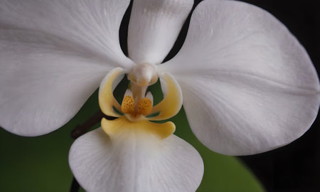 White orchid on a black background, close-up, macroの写真素材