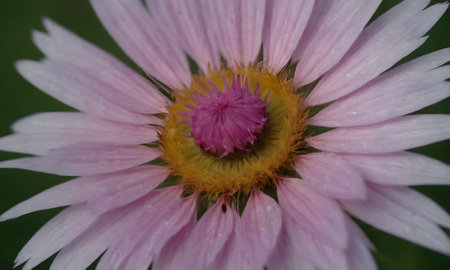 Close up of a pink daisy flower with a yellow center.の写真素材