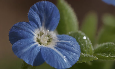 Close up of a blue speedwell (Veronica persica) flowerの写真素材