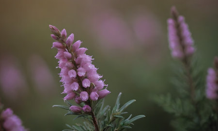 Purple heather flowers on a blurred background. Shallow depth of field.の写真素材