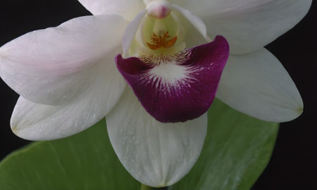 White and purple orchids on a black background, close upの写真素材