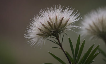 Close up of a grass flower in the field with blurred background.の写真素材