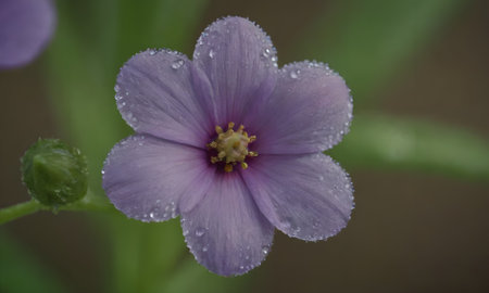 Purple flower with water droplets on petals and green leavesの写真素材