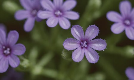 Violet flowers in the garden. Macro shot. Selective focus.の写真素材