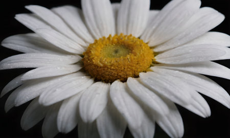 White daisy with water drops on petals on a black backgroundの写真素材