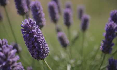 Lavender flowers in the garden. Selective focus. Nature.の写真素材