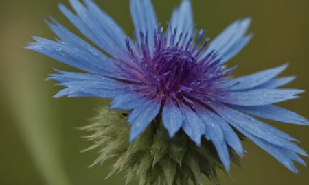 Cornflower (Centaurea cyanus) close-upの写真素材