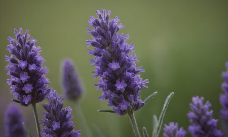Lavender flowers on a green background. Lavandula angustifoliaの写真素材