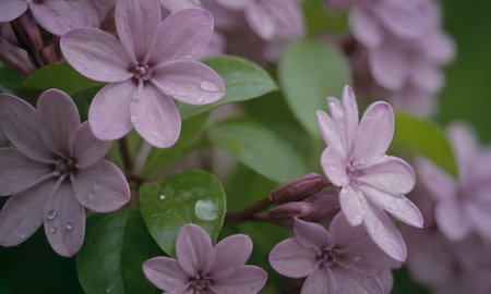 purple flowers with water drops on petals and green leaves backgroundの写真素材