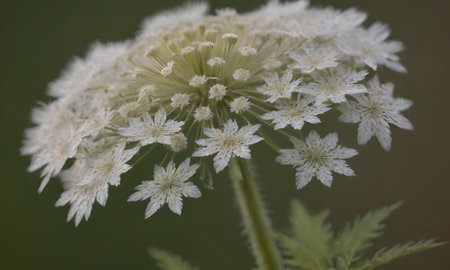 White flower on a green background. Shallow depth of field.の写真素材
