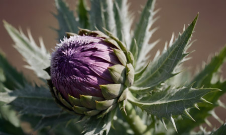 Artichoke flower in the garden. Selective focus. Shallow DOF.の写真素材