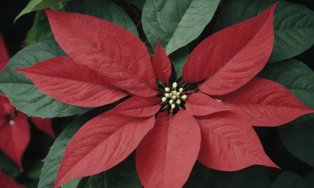 Red poinsettia flower in the garden, christmas backgroundの写真素材