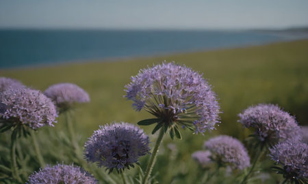 purple flower in the meadow on the background of the seaの写真素材