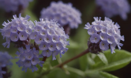 Close up of blue flowers in the garden. Selective focus.の写真素材