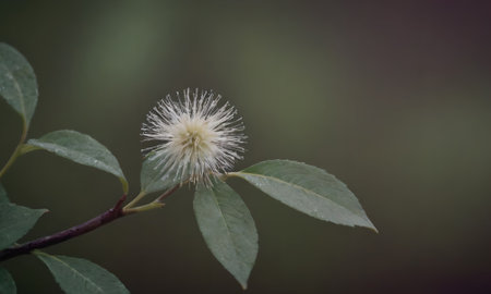 Flowering bush with white flowers and green leaves on a dark backgroundの写真素材