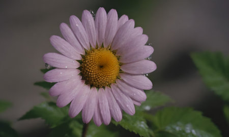 pink daisy flower with water drops on petals and green leavesの写真素材