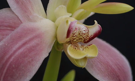 Beautiful orchid on black background, close-up, macroの写真素材