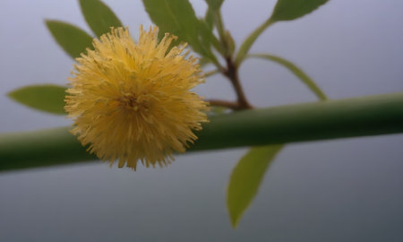 Flowering mimosa, Acacia dealbata, close upの写真素材