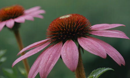 Echinacea purpurea, Echinacea purpureaの写真素材