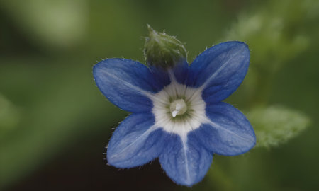 Blue flower in the garden. Macro. Shallow depth of field.の写真素材