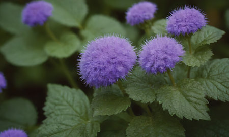 Purple flowers in the garden. Shallow depth of field.の写真素材