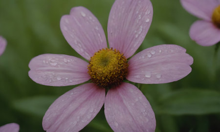 pink flower with water drops on the petals in the gardenの写真素材