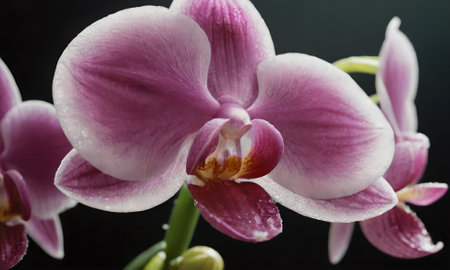 Pink orchid on a black background. Close-up. Studio photography.の写真素材