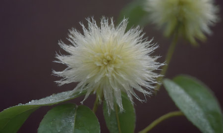 White flower on a dark background. Shallow depth of field.の写真素材