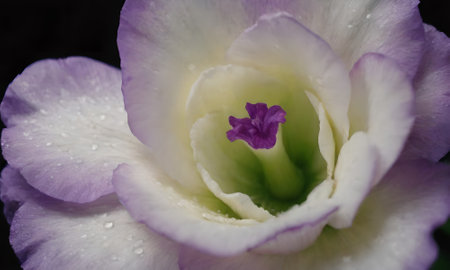 Close up of purple and white eustoma flower with water dropsの写真素材