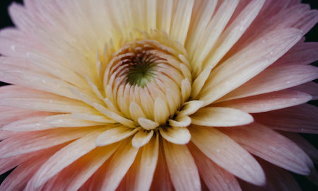 Close up of a pink and white chrysanthemum.の写真素材