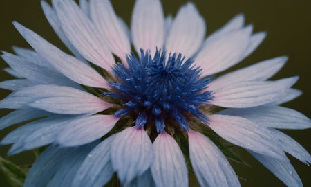 Close up of a cornflower, Centaurea cyanusの写真素材