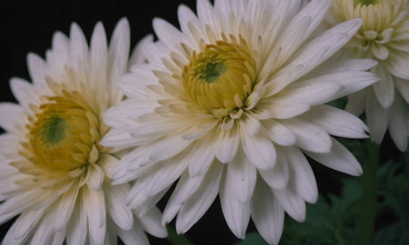 White chrysanthemum flower close-up, shallow depth of fieldの写真素材